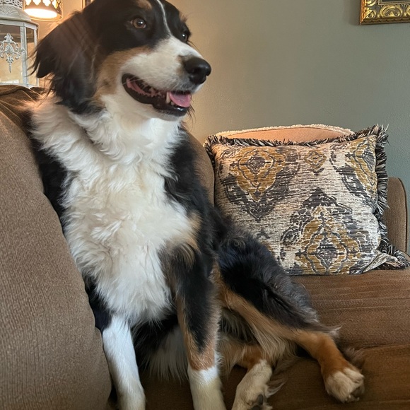 Meet your Posher, Lizz - Picture 4 of 6